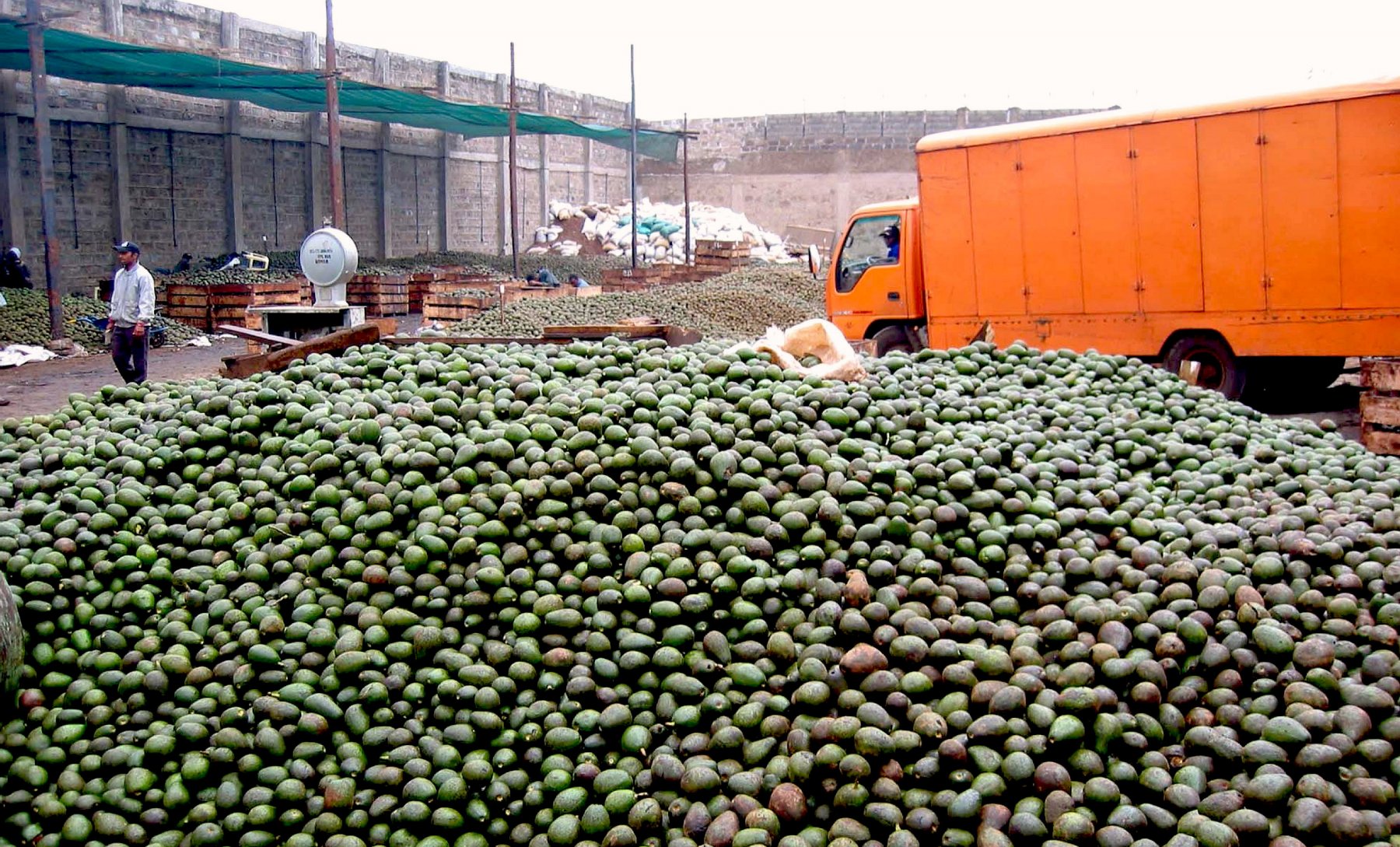 Avocado Anbau Südamerika
