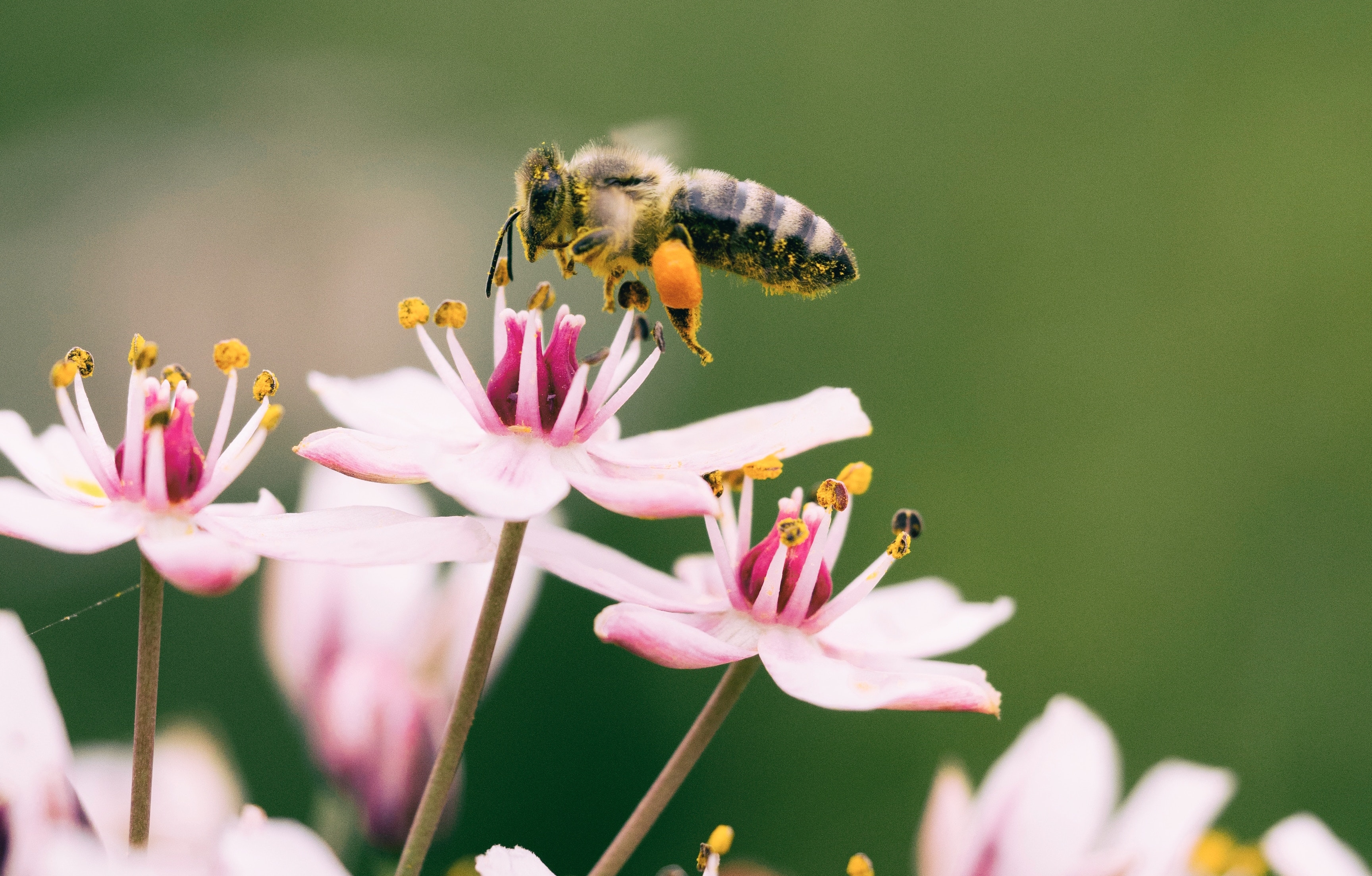 Bienensterben Bienen